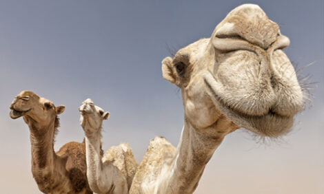 New Year’s Revolution: Trust in Allah, but Tether Your Camel Image